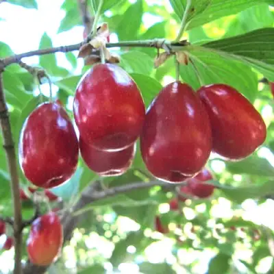 Кизил ЛУКЬЯНОВСКИЙ в Уфе