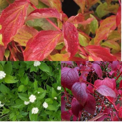 Комплект СЕВЕРНОЕ СИЯНИЕ в Уфе