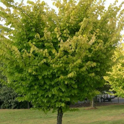 Вяз обыкновенный в Уфе