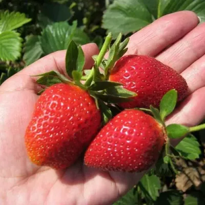 Клубника ВИМА РИНА ремонтантная в Уфе