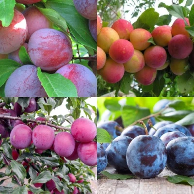 Комплект СЛИВОВЫЙ САД в Уфе