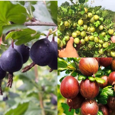 Комплект КРЫЖОВНИК MIX в Уфе