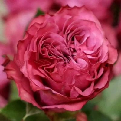 саженцы роз Кантри Блюз