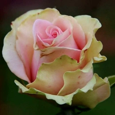 саженцы розы Дансинг Квин