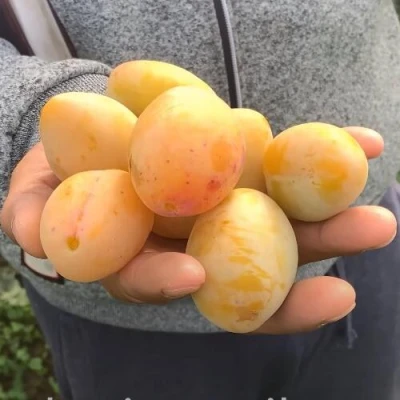 Слива ЯХОНТОВАЯ в Уфе