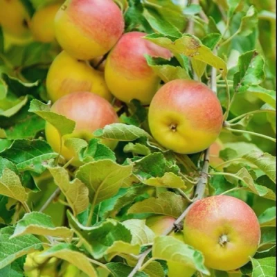 Яблоня ПАМЯТЬ БЛЫНСКОГО колонновидная в Уфе