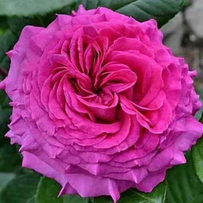 саженцы роз Шартрез де парм