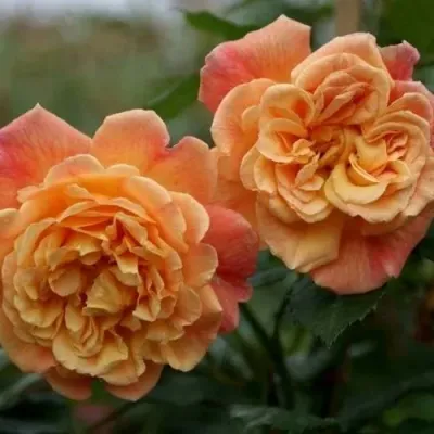 Роза АЛОХА плетистая в Уфе