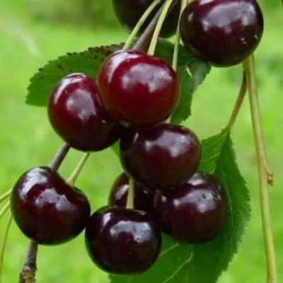Вишня ЛАСУХА в Уфе