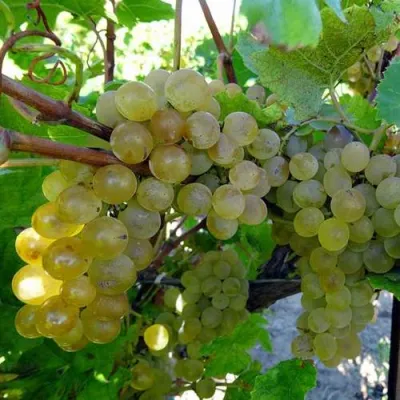 Виноград КРИСТАЛЛ в Уфе