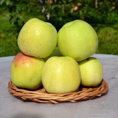 Яблоня БИРСКОЕ ГРУШЕВОЕ (БИЧИК) в Уфе