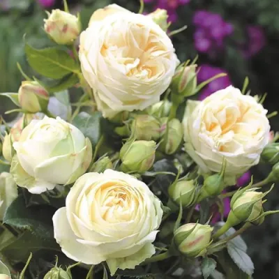 Роза ВЕНДИНГ ПИАНО чайно-гибридная в Уфе