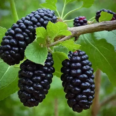 Шелковица плакучая в Уфе