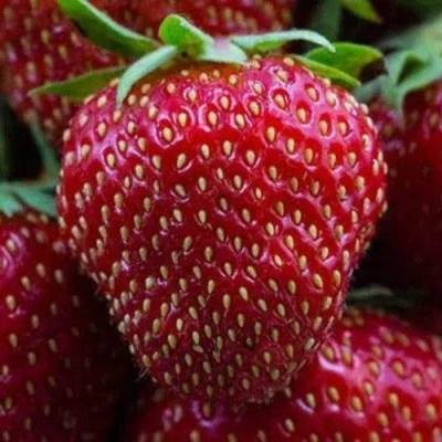 клубника Нанди