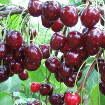 Черешня ОВСТУЖЕНКА в Уфе