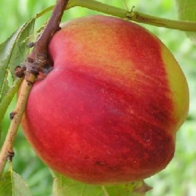 Нектарин СТАРК РЕД ГОЛД в Уфе