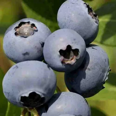 Голубика ХАРРИСОН в Уфе