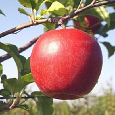 Яблоня ЛИГОЛ в Уфе