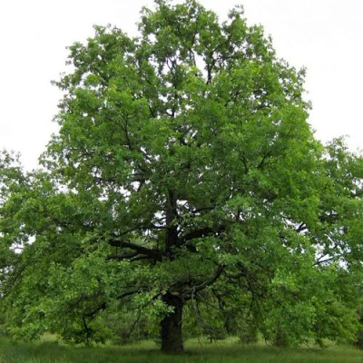 Дуб черешчатый  в Уфе