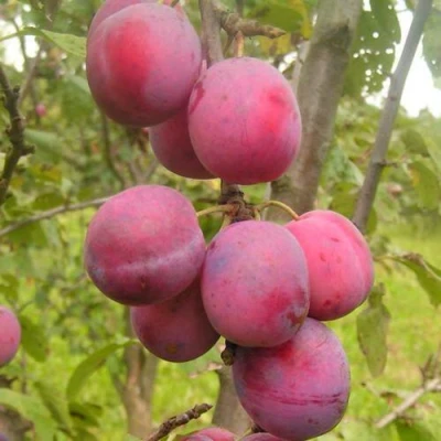 Слива ЭДИНБУРГСКАЯ в Уфе