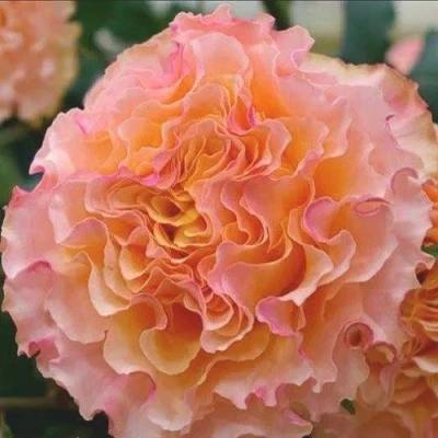 саженцы роз Кампанелла Пич