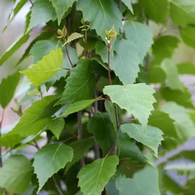 Береза ФАСТИГИАТА повислая  в Уфе