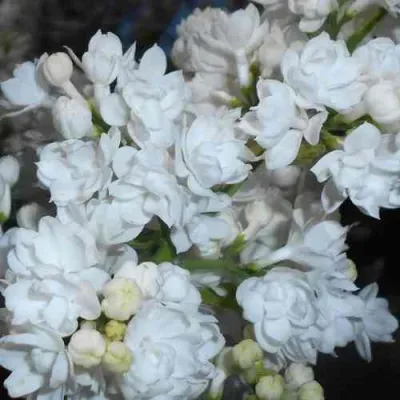 Сирень МИСС ЭЛЕН ВИЛМОТТ в Уфе