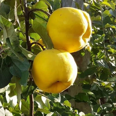 Айва МАРИЯ в Уфе