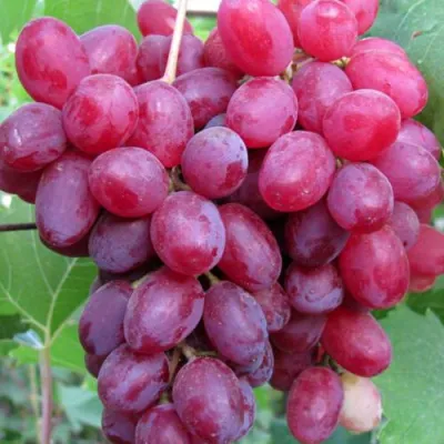 Виноград КИШМИШ ВЕЛЕС в Уфе