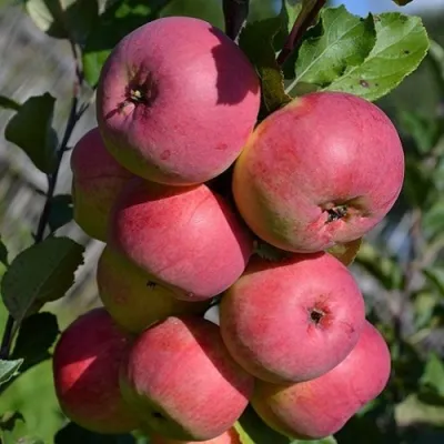 Яблоня ВЭМ-РОЗОВЫЙ в Уфе