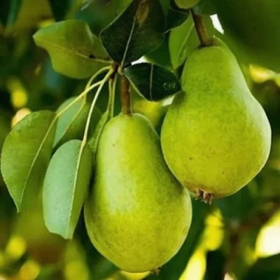 Груша СЕВЕРЯНКА колонновидная в Уфе