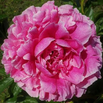 Пион ЗЕ ФОН травянистый в Уфе