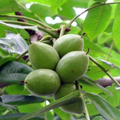 Орех маньчжурский МИЧУРИНЕЦ в Уфе