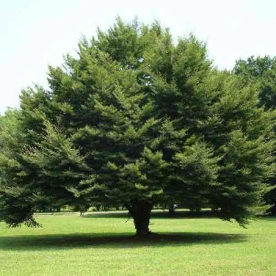 Бук обыкновенный в Уфе