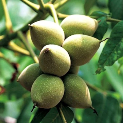 Орех МАНЬЧЖУРСКИЙ в Уфе