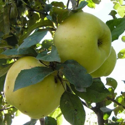 Яблоня Антоновка Обыкновенная в Уфе