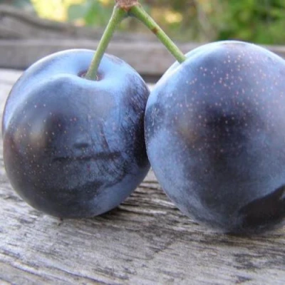 Слива БЛЮФРИ в Уфе