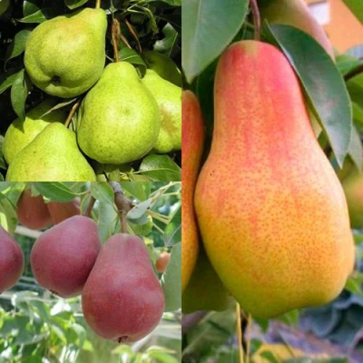 Комплект ГРУШЕВОЕ АССОРТИ в Уфе