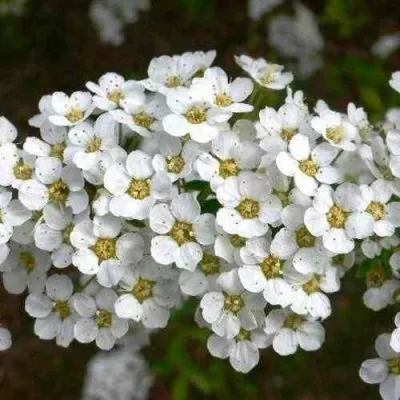 Спирея ГРЕФШЕЙМ в Уфе
