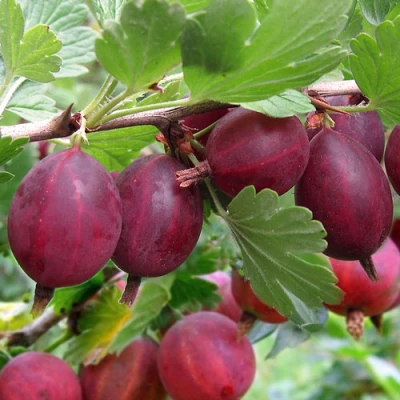 Крыжовник ХИННОМАКИ РОТ в Уфе