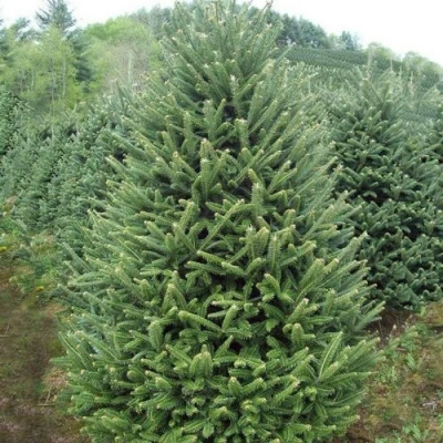 Пихта ФРАЗЕРА в Уфе