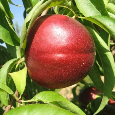 Нектарин ФАНТАЗИЯ в Уфе