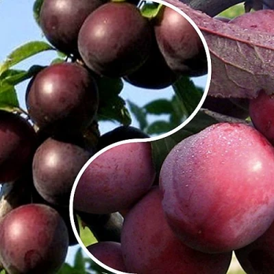 Комплект ИЗЮМИНКА САДА в Уфе