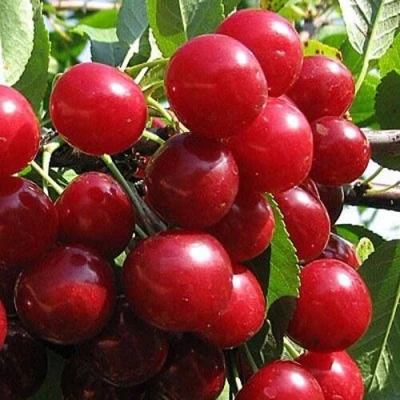 Вишня ГЛУБОКСКАЯ в Уфе