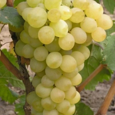 Виноград АВГУСТИН в Уфе