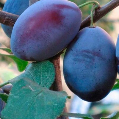 Слива СМОЛИНКА в Уфе