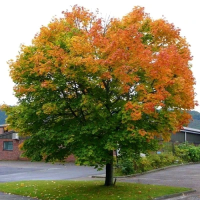 Клен остролистный в Уфе