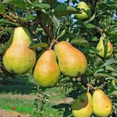 Груша ДОБРЯНКА в Уфе