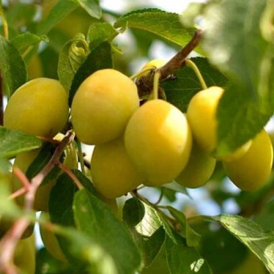 Слива ОЧАКОВСКАЯ ЖЕЛТАЯ в Уфе