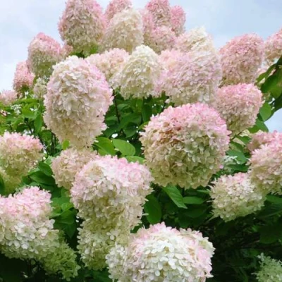 гортензия метельчатая грандифлора